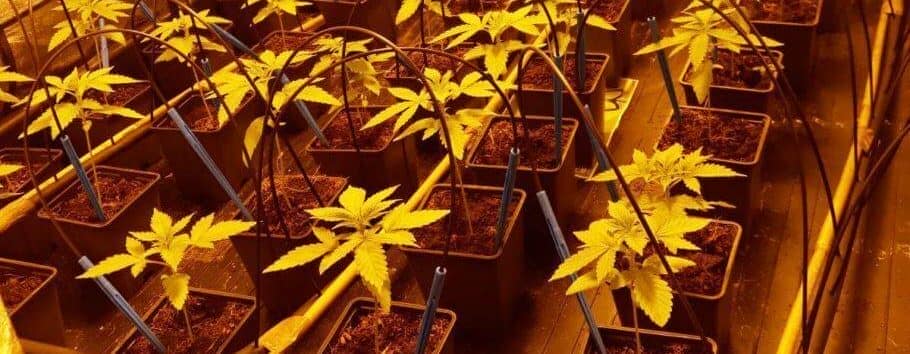 marijuana cultivation automatic watering 