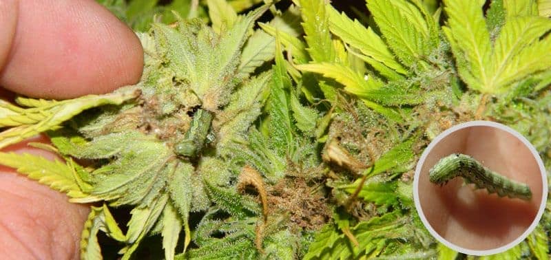 Caterpillar attack on a marijuana bud