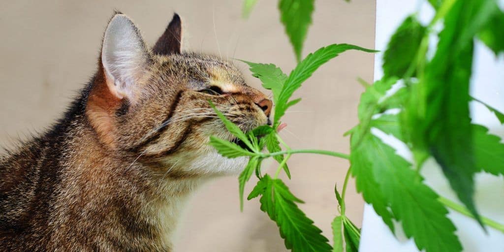 cat eating marijuana leaves