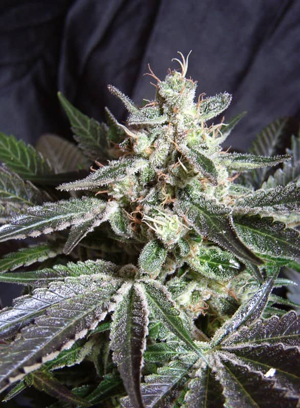 Sweet Seeds Black Jack - Semillas de marihuana feminizadas